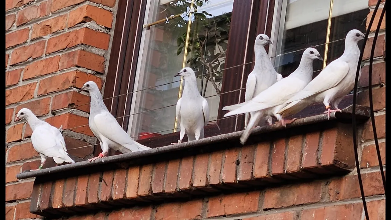 Zdjęcie Jak rozmnażają się gołębie - poznaj sekrety ich lęgów i opieki