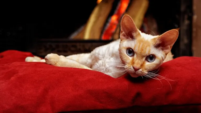 Zdjęcie Ile kosztują koty Devon Rex? Przegląd cen i co wpływa na koszt