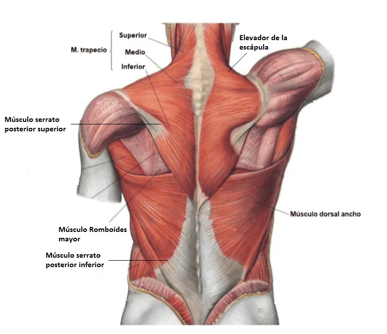 Zdjęcie Fortalece tu Espalda Alta: Ejercicios para Aliviar Dolor y Postura