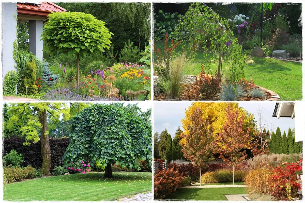 r&oacute;żnorodne drzewa w ogrodzie inspiracje