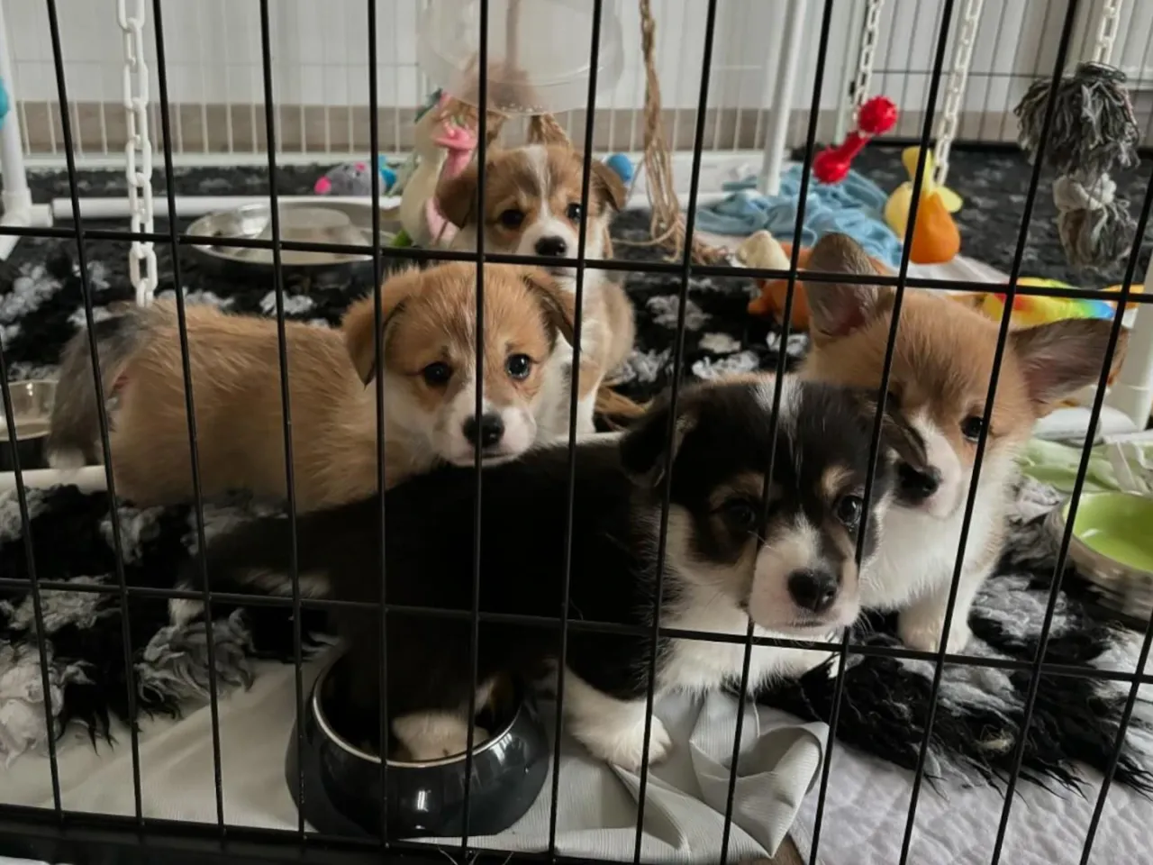 bezpieczne miejsce dla szczeniaka w domu, klatka kennelowa