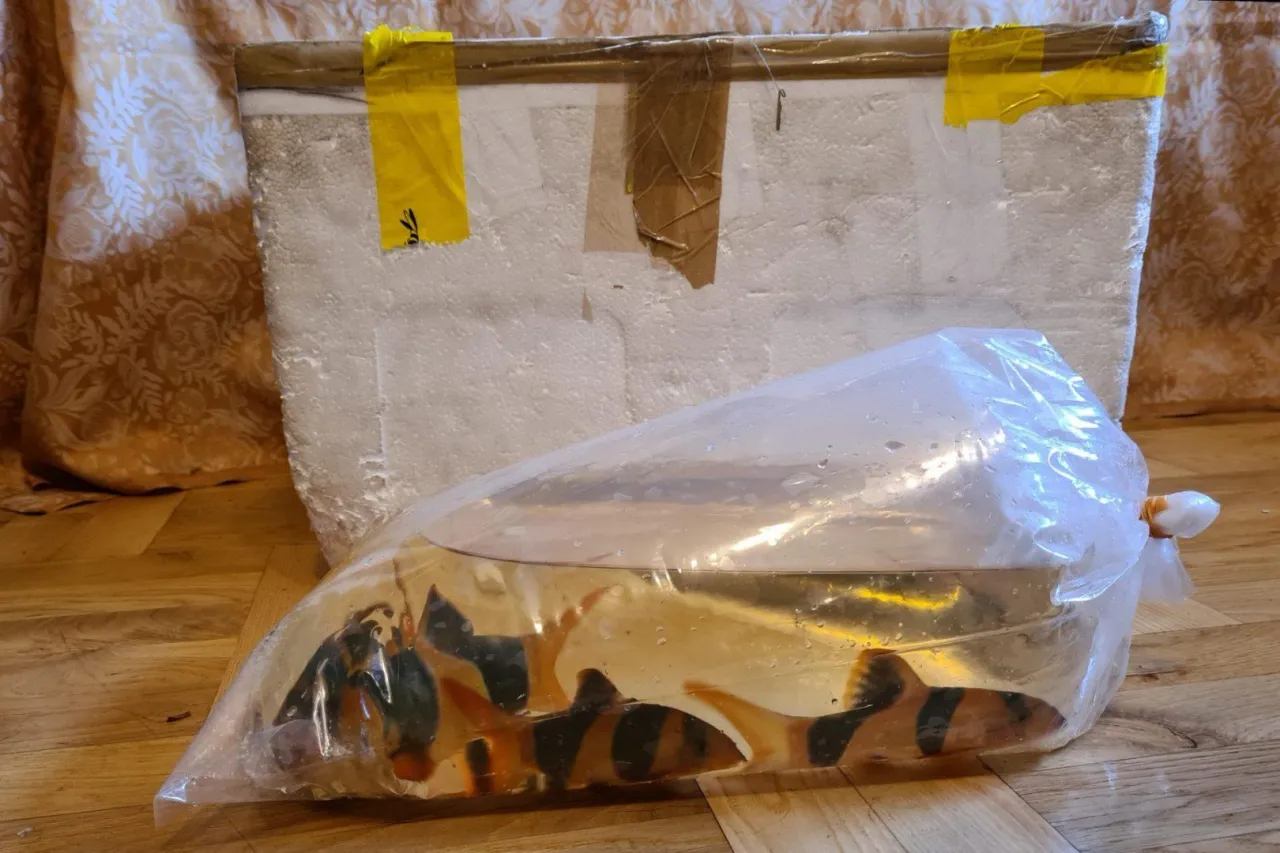 rybki akwariowe w worku transportowym