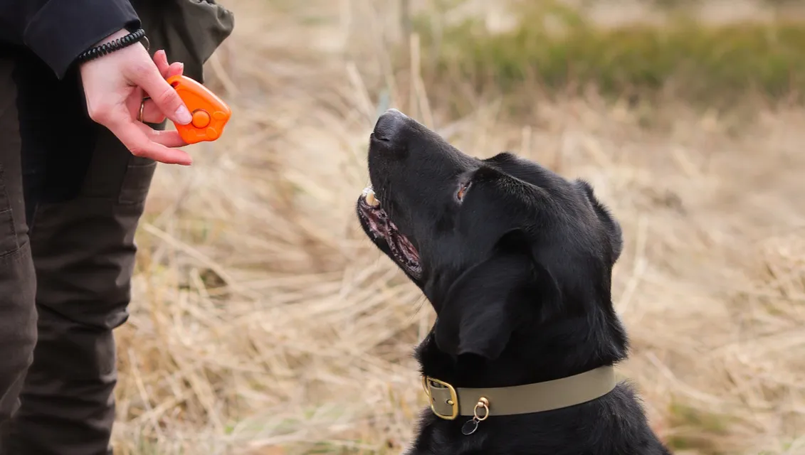 błędy w treningu klikerowym psa