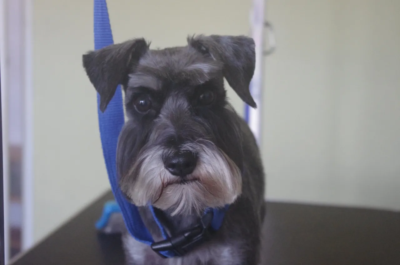 Trymowanie sznaucera miniaturowego