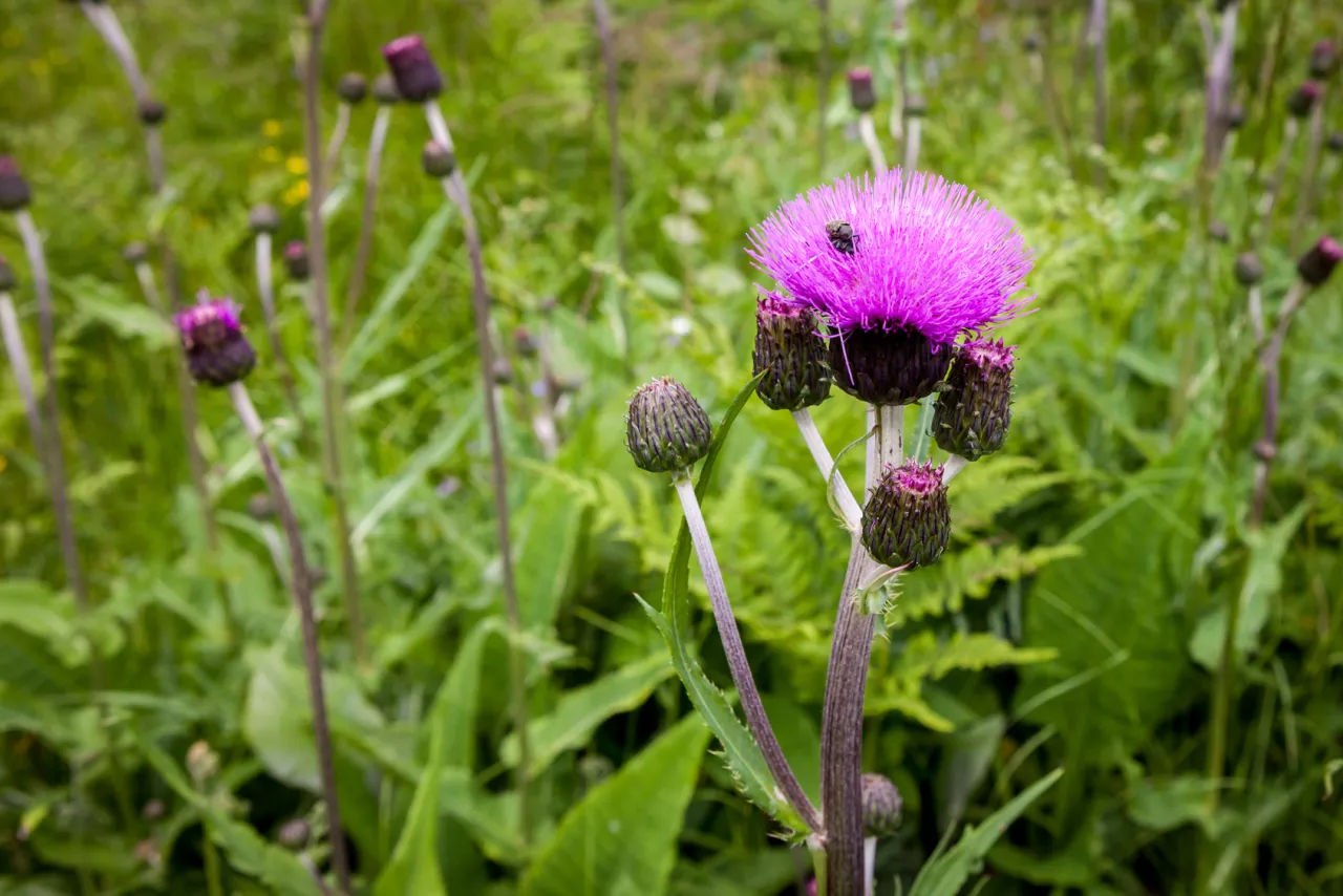 Ostrożeń polny i popłoch pospolity różnice identyfikacja