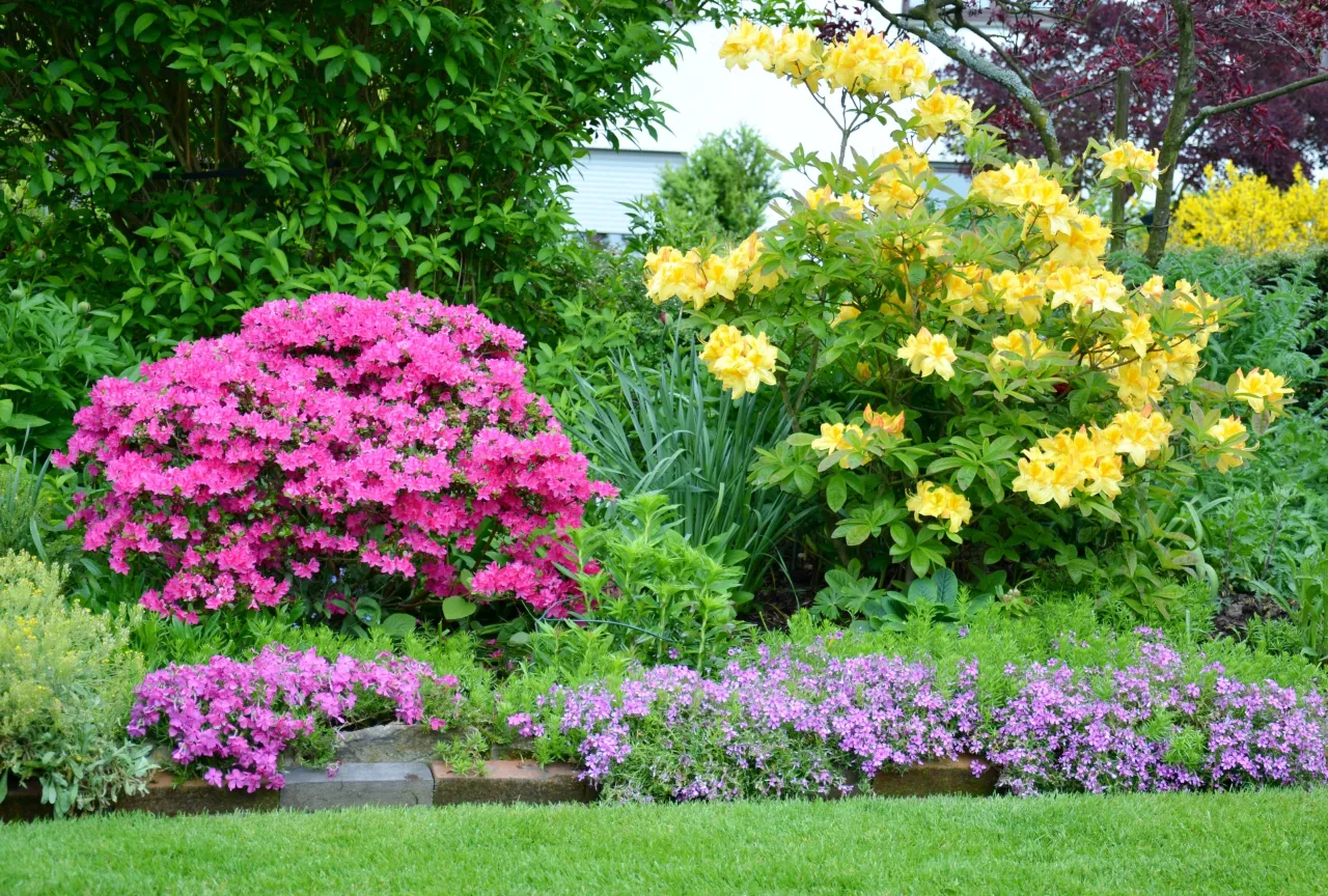 azalia w ogrodzie idealne stanowisko