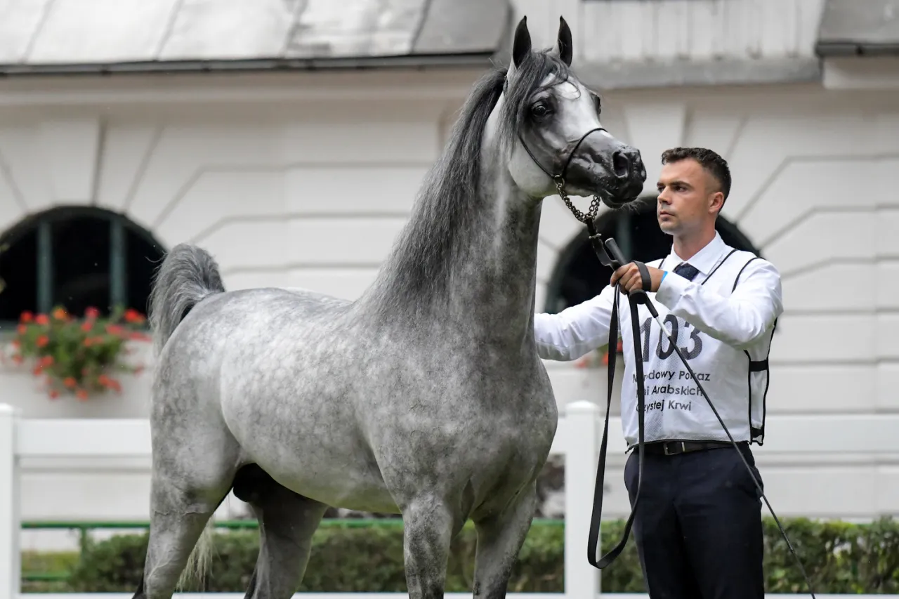 Koń czystej krwi arabskiej Janów Podlaski portret