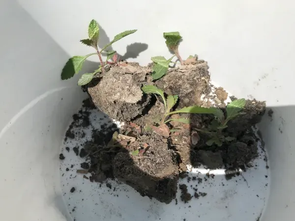 Sadzonki werbeny patagońskiej w gruncie