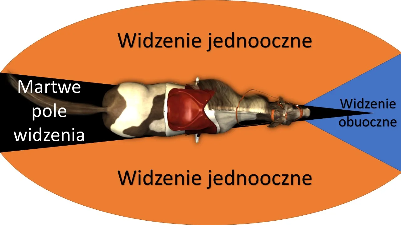koń budowa oka pole widzenia