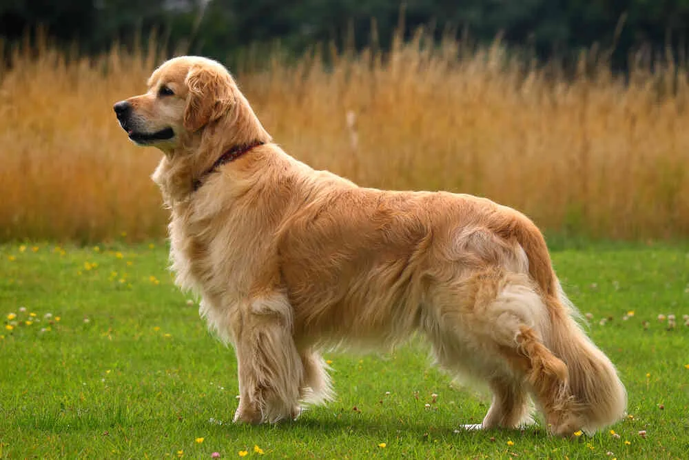 pies rasy golden retriever ostrożnie wąchający śliwkę leżącą na trawie