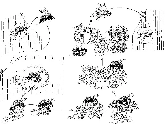 cykl życia trzmiela infografika
