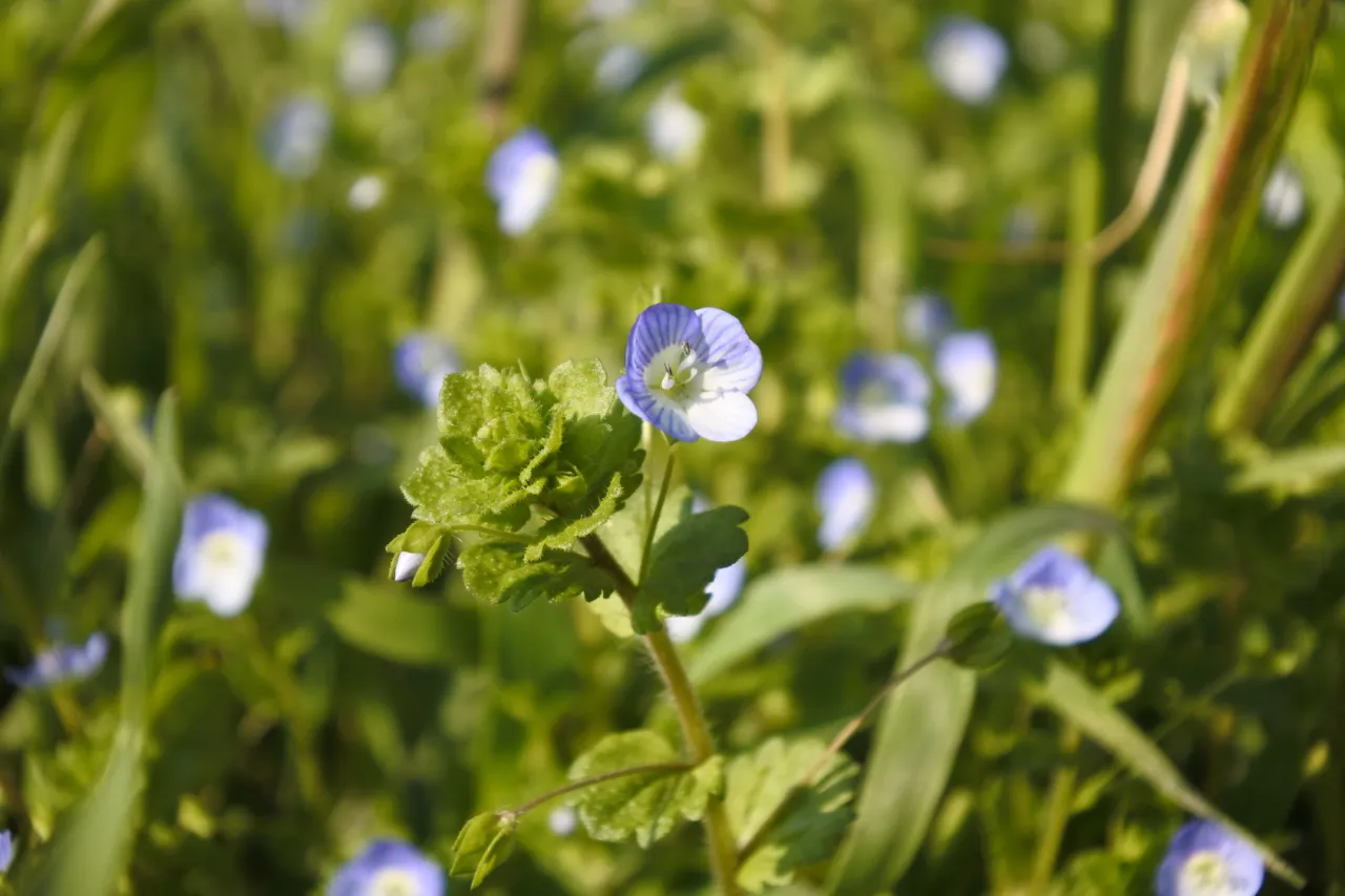 niebieskie chwasty w ogrodzie
