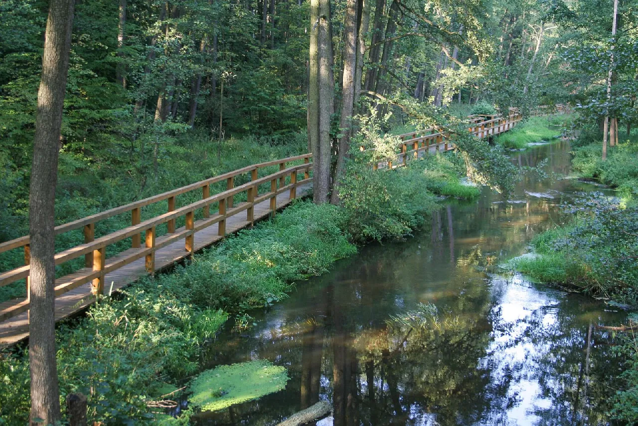 Rezerwat Królewskie Źródła Puszcza Kozienicka
