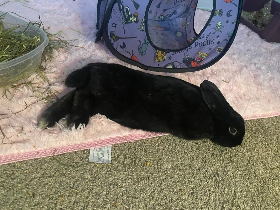 smutny królik samotny