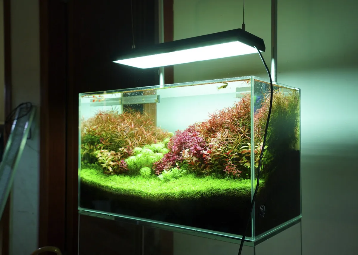 Piękne akwarium roślinne z bujną zielenią i czerwonymi liśćmi, oświetlone nowoczesną lampą. Idealny przykład, jak dobrać oświetlenie do akwarium.