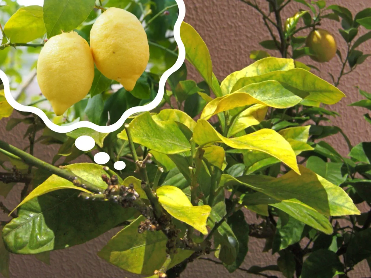 chloroza liści cytryny