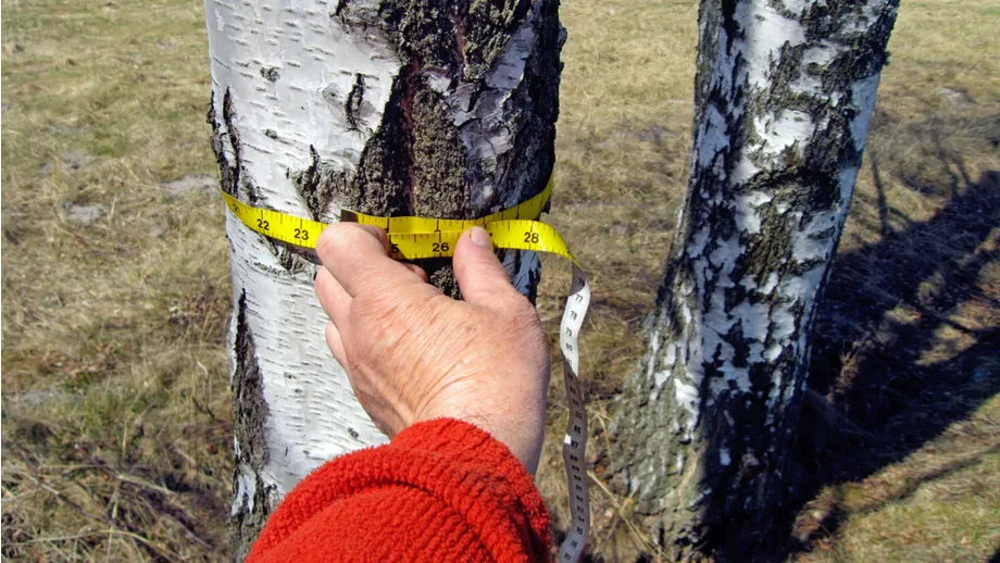 Drzewa do wycinki na prywatnej posesji, miarka do drzewa