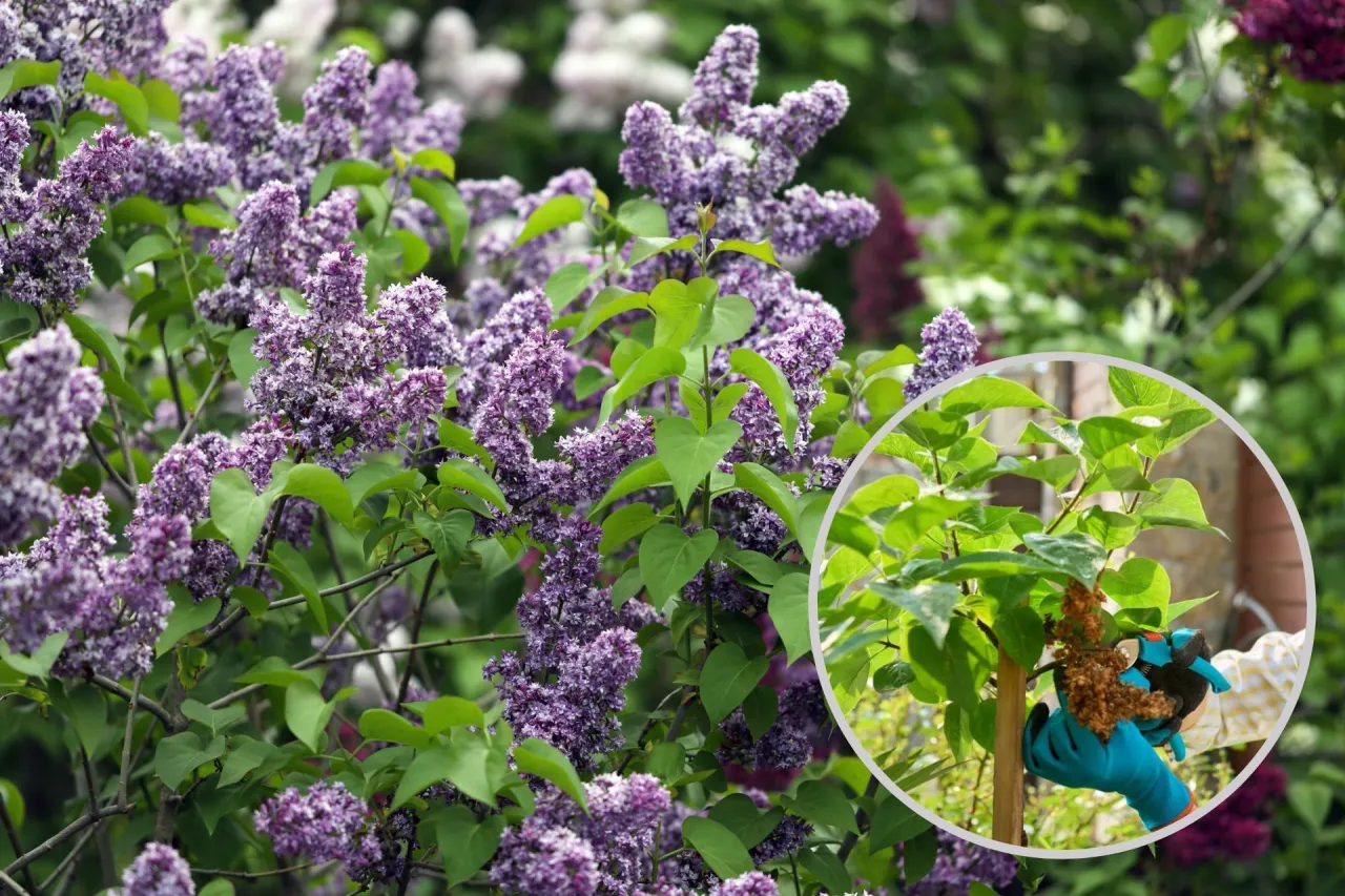 Jak przycinać bez po kwitnieniu? Wskazówka: usuń przekwitłe kwiatostany, by roślina lepiej rosła.