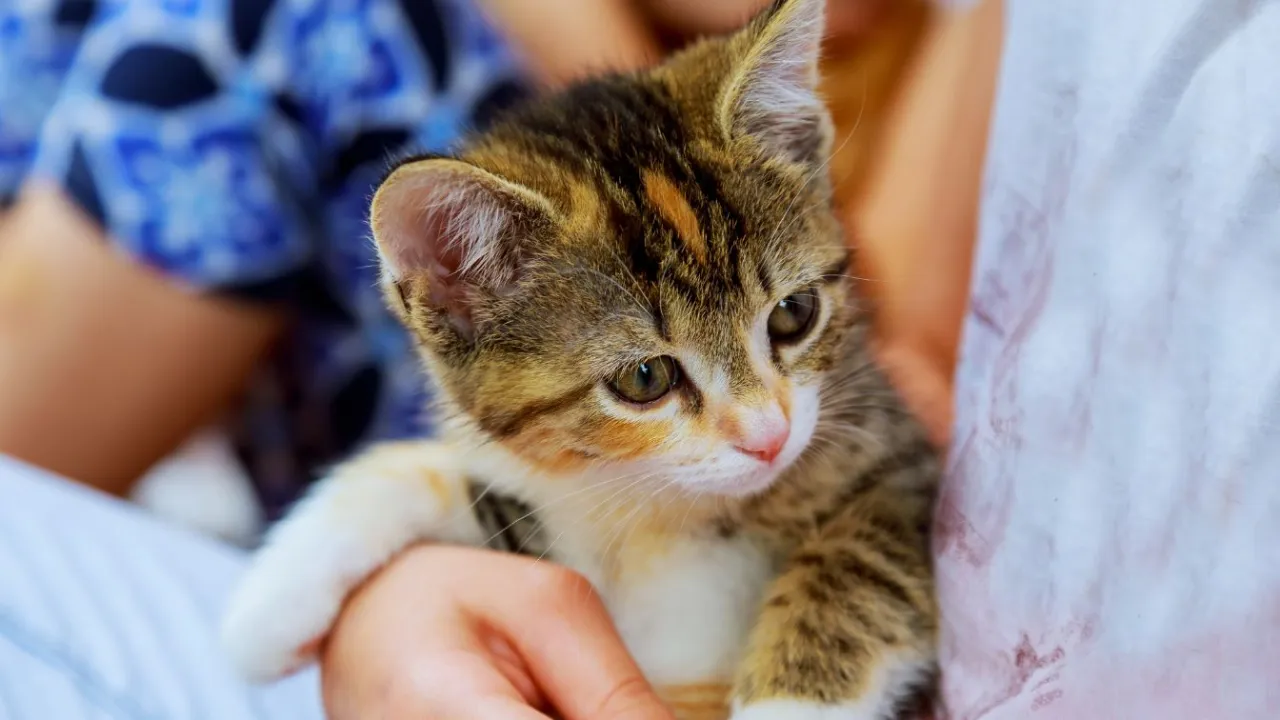 opieka nad osieroconymi kociętami