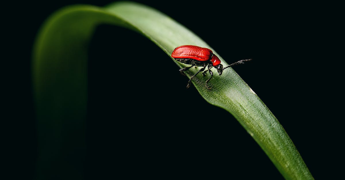 7 kroków do założenia ekologicznego ogrodu przydomowego