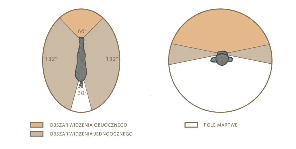 końskie oko pole widzenia