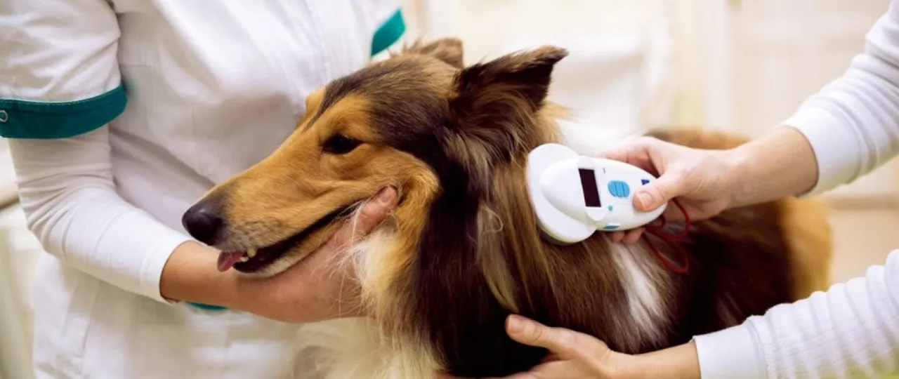 rejestracja czipu psa online