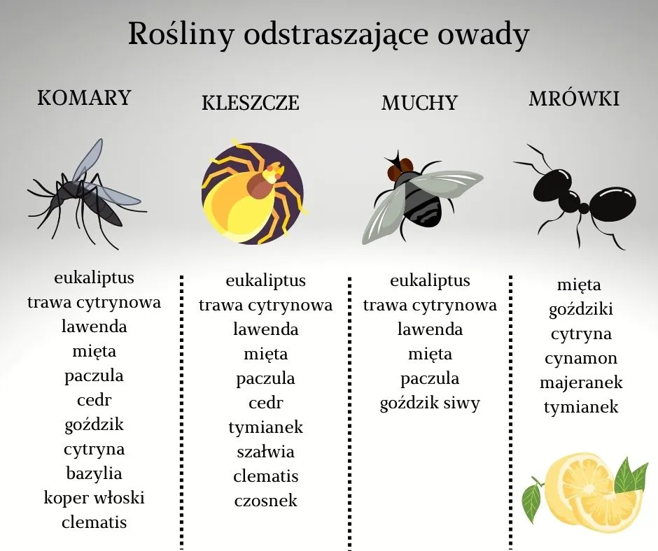 naturalne sposoby na mr&oacute;wki w ogrodzie
