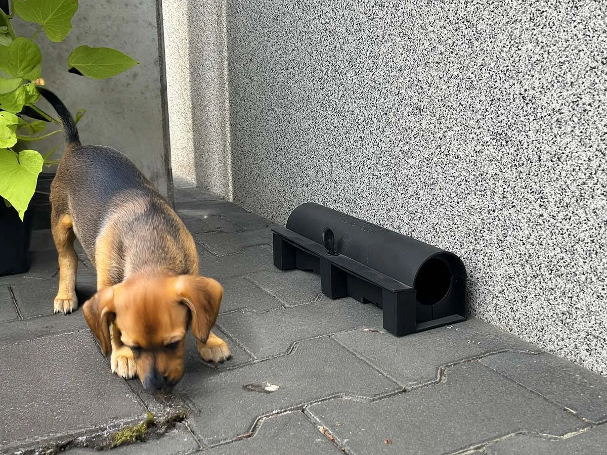 Pies zjadł trutkę na szczury, pilna pomoc