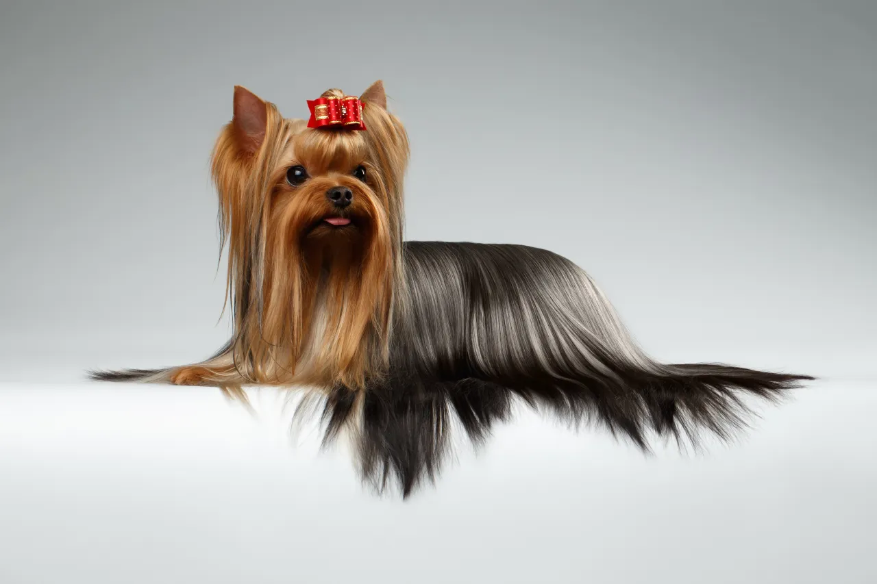 Kolaż zdjęć ras psów zmieniających kolor sierści: Yorkshire Terrier, Dalmatyńczyk, Bedlington Terrier