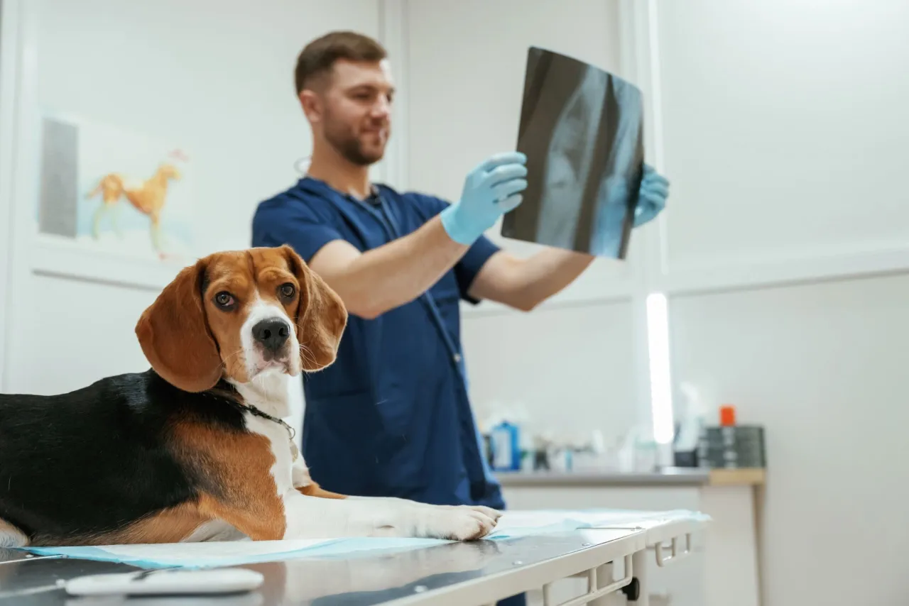 Mapa Europy zarobki weterynarzy