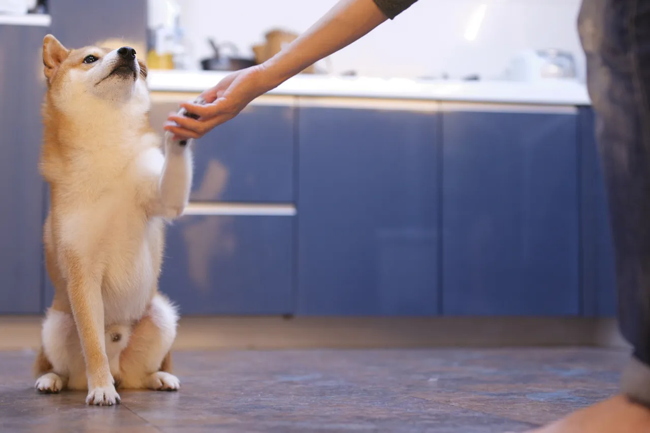 Trening psa w mieszkaniu