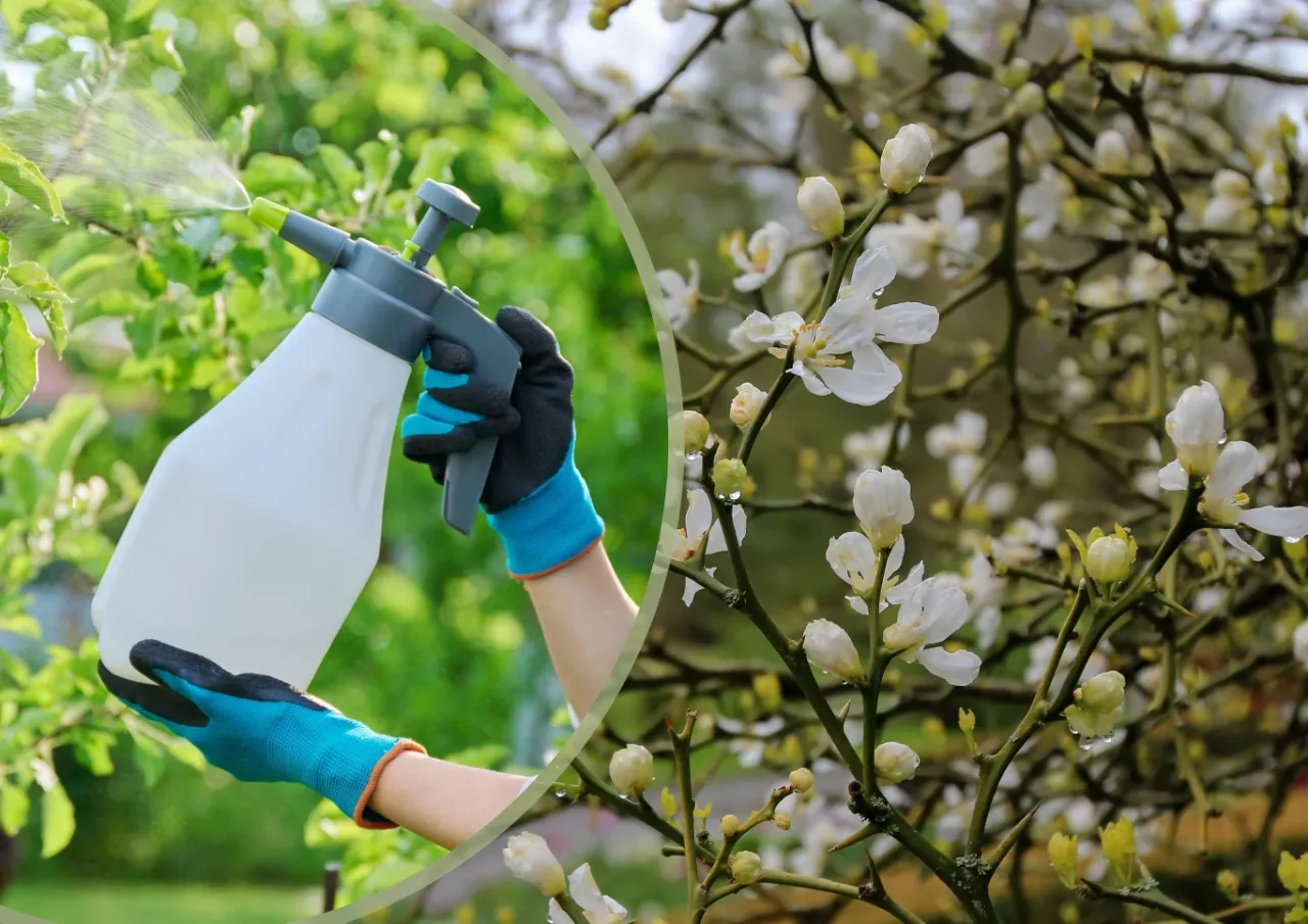 Ręce w rękawiczkach opryskują drzewko kwitnące białymi kwiatami. To przygotowanie do wiosny, by zapewnić czysta zima dla roślin.