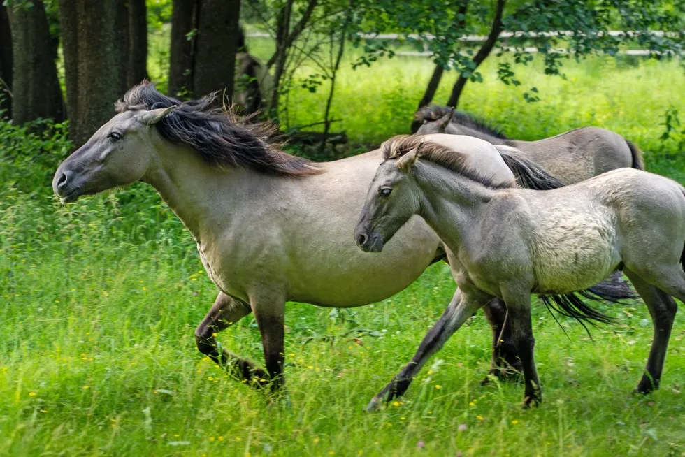 Konik polski w Popielnie