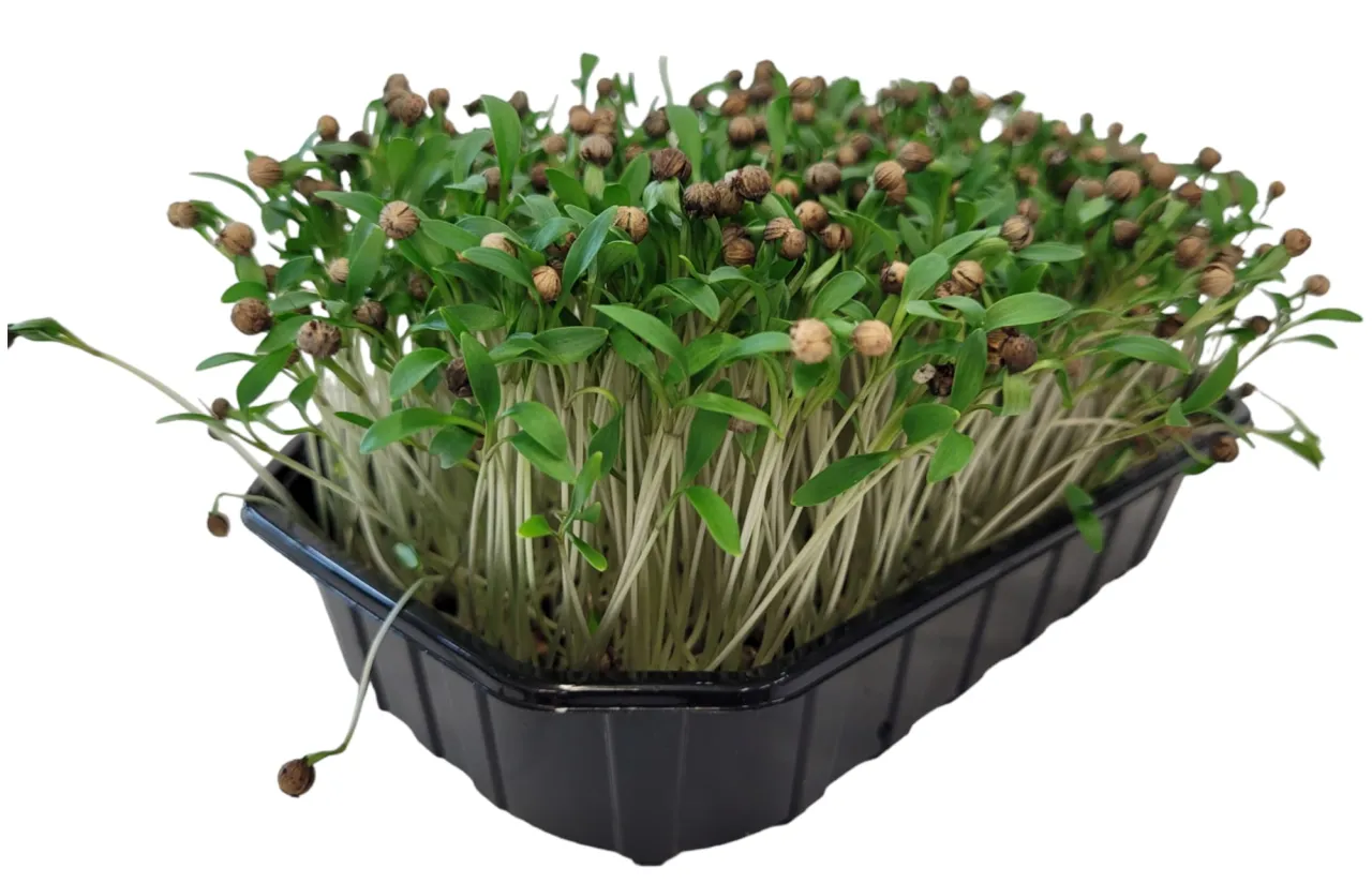 Młode kiełki kolendry w czarnej tacce, pokazujące, jak szybko czy kolendra odrasta.