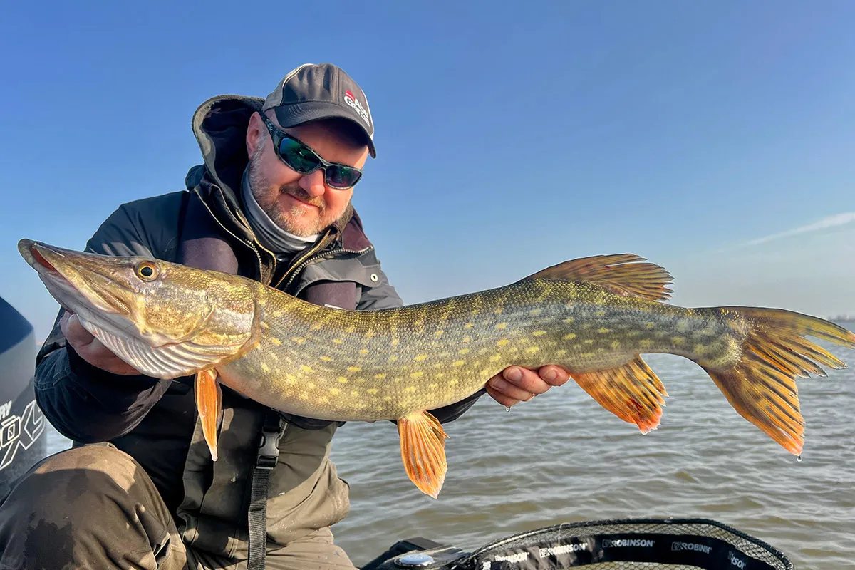 Szczęśliwy wędkarz trzyma w rękach okazałego szczupaka, złowionego w idealnym momencie, kiedy żeruje szczupak.