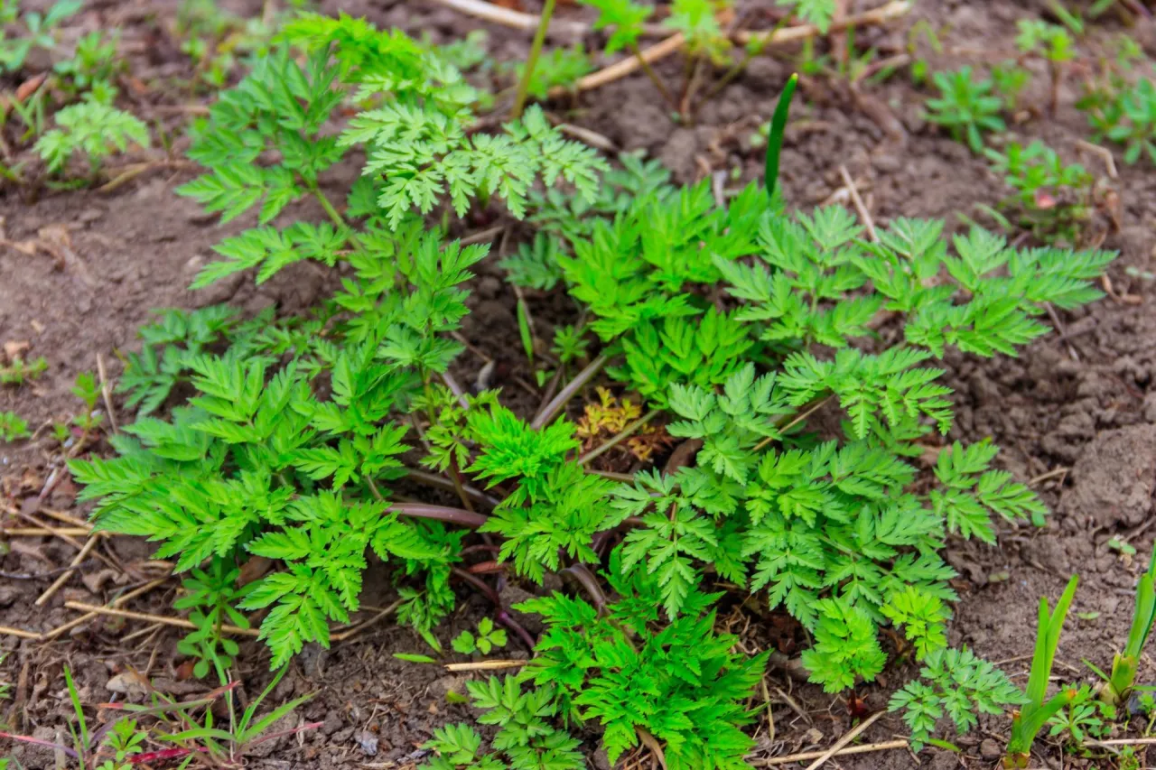 Rośliny podobne do pietruszki w ogrodzie
