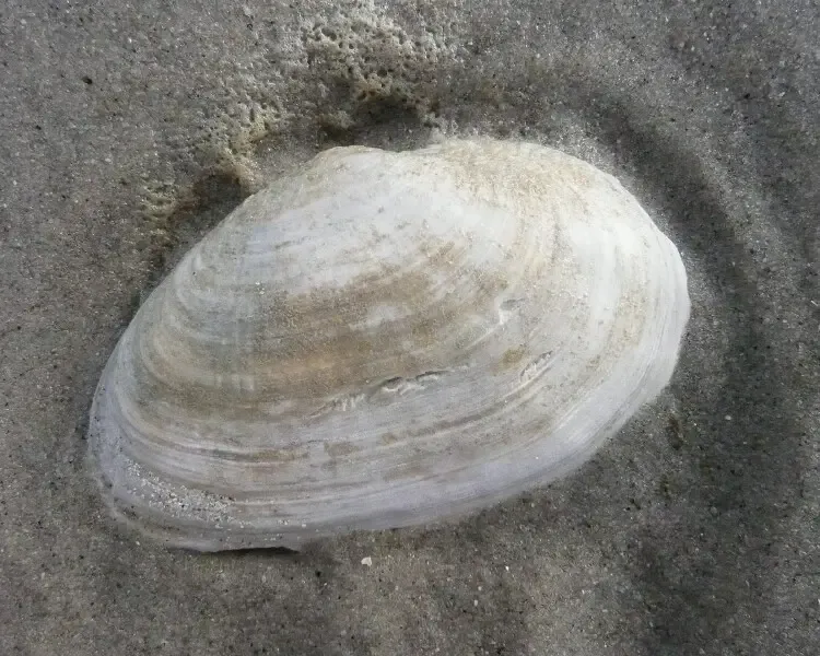 małgiew piaskołaz muszla