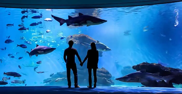 Zdjęcie Oceanarium Majorka - fascynujące atrakcje i praktyczne informacje