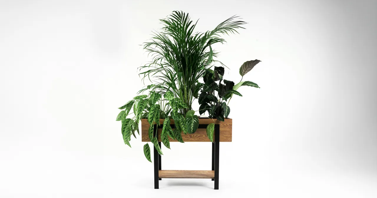 kwietnik domowy z różnymi roślinami