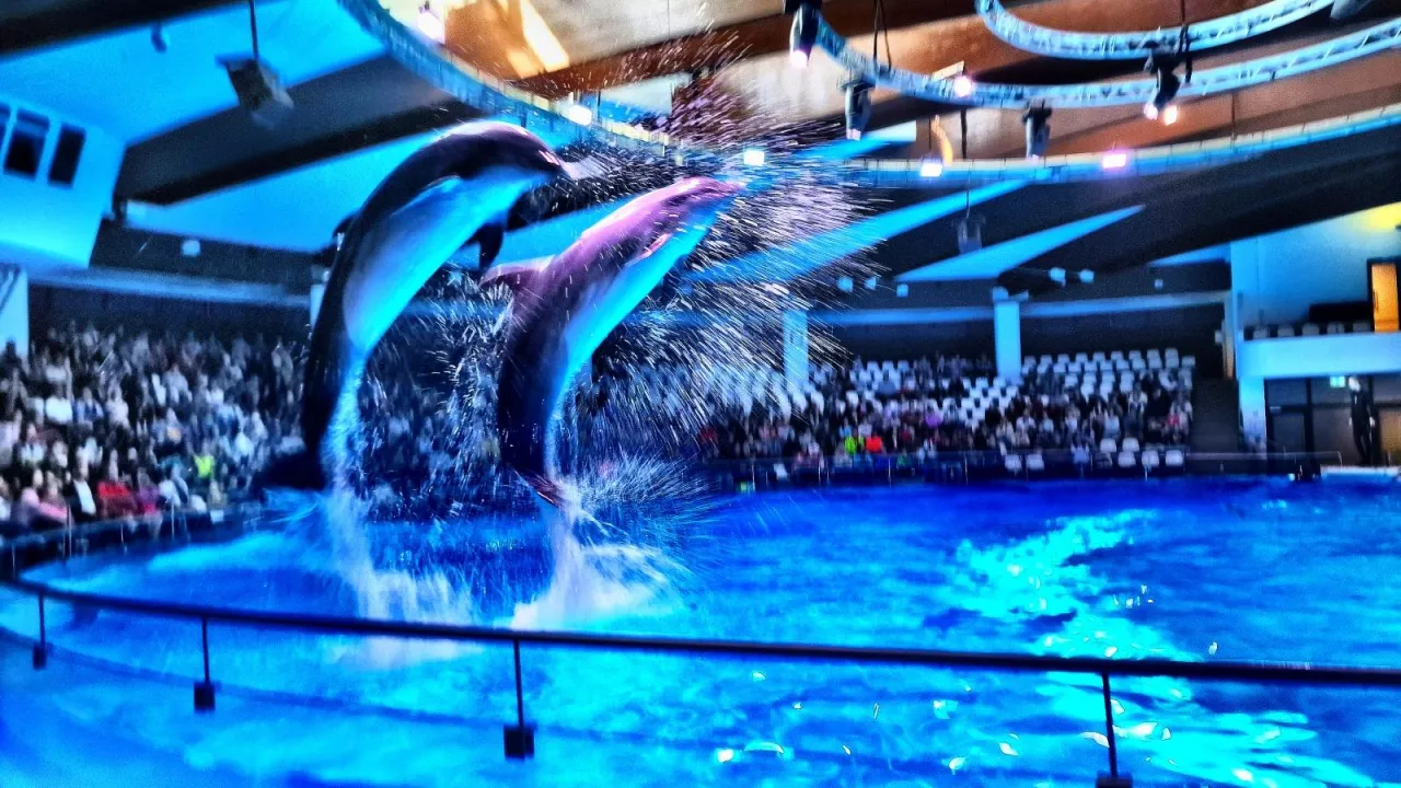 Mapa Europy z zaznaczonymi delfinariami w Kłajpedzie, Norymberdze, Duisburgu