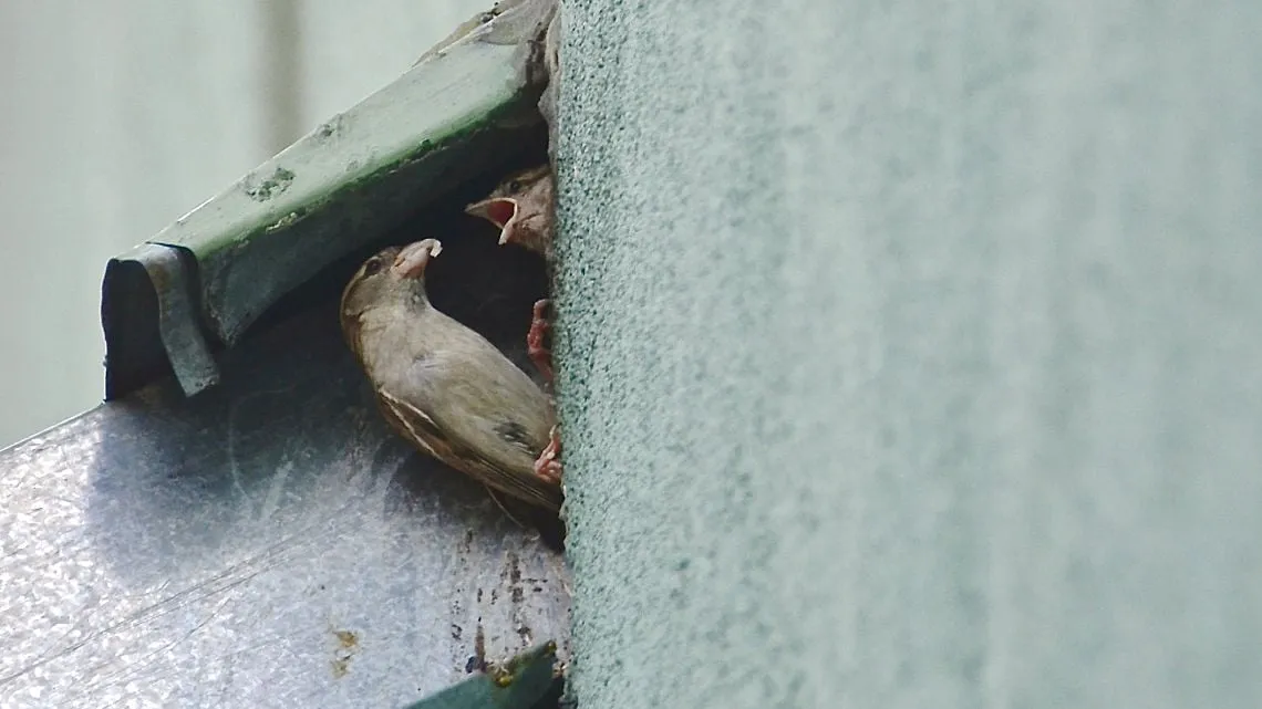 gniazdo wr&oacute;bla w budynku
