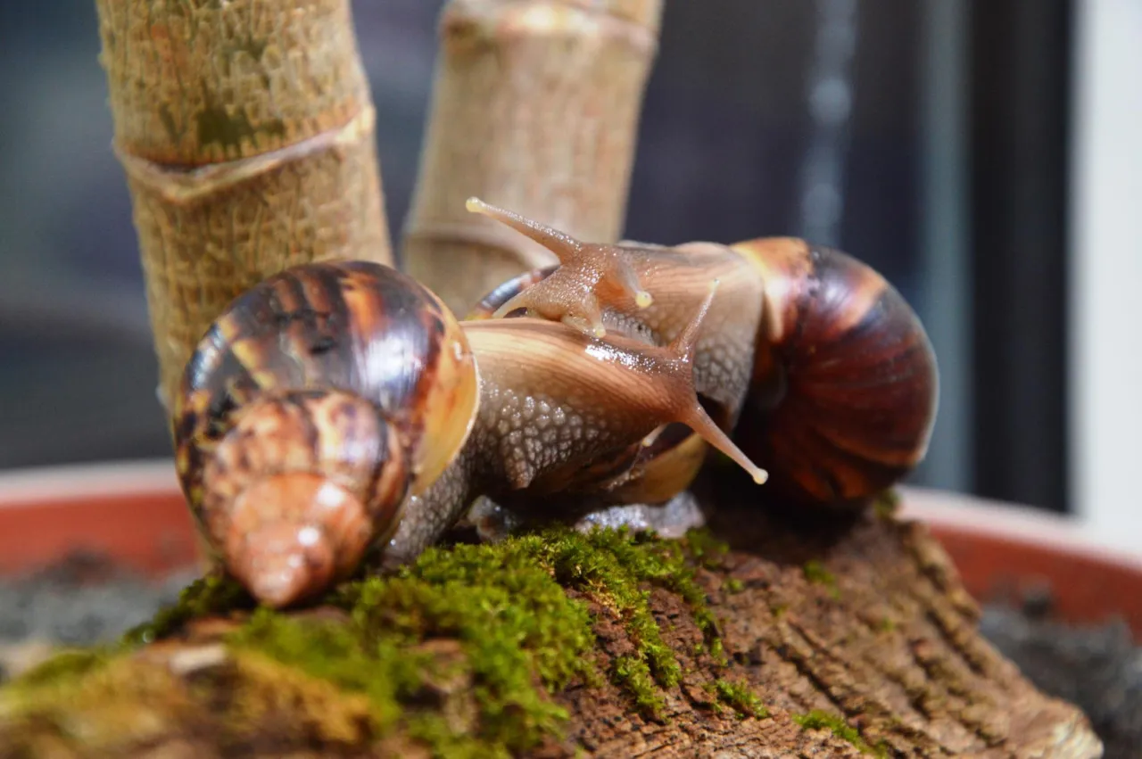 różne typy terrarium dla ślimaka
