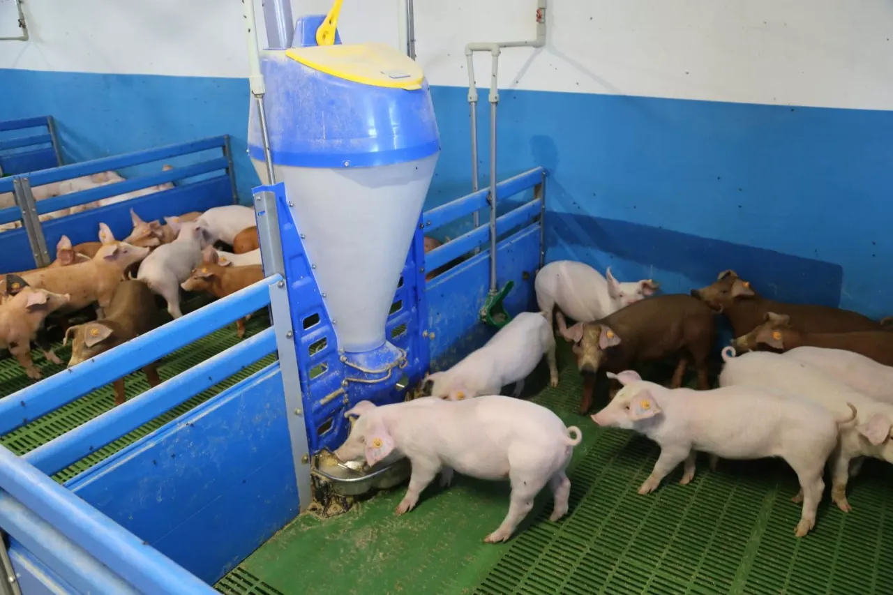 Warchlaczki przy automatycznym dozowniku paszy. Zastanawiasz się, ile rośnie świnia? Te młode zwierzęta szybko przybierają na wadze.