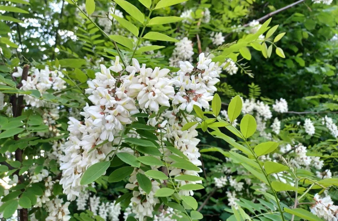 Kwitnąca robinia akacjowa w maju