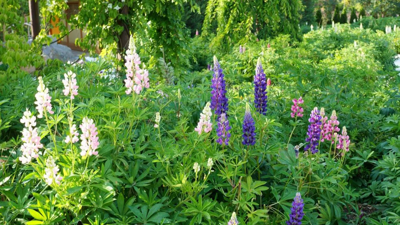 Piękny ogr&oacute;d pełen kwitnących łubin&oacute;w. Kiedy siać łubin ogrodowy? Wiosna to idealny czas na sadzenie tych kolorowych kwiat&oacute;w.