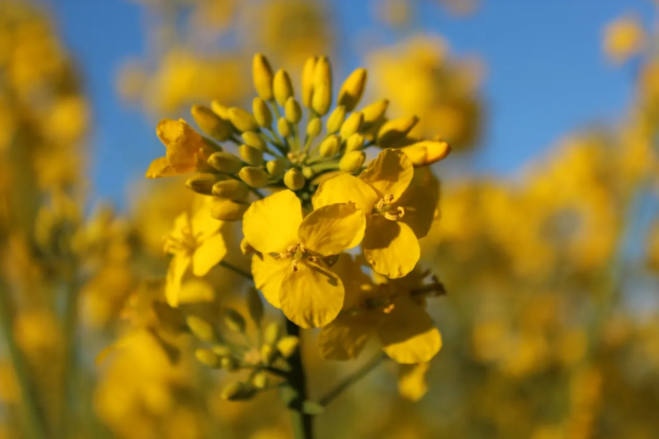 Pola rzepaku w Polsce kwitnienie