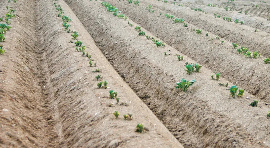 sadzenie ziemniaków w redlinach