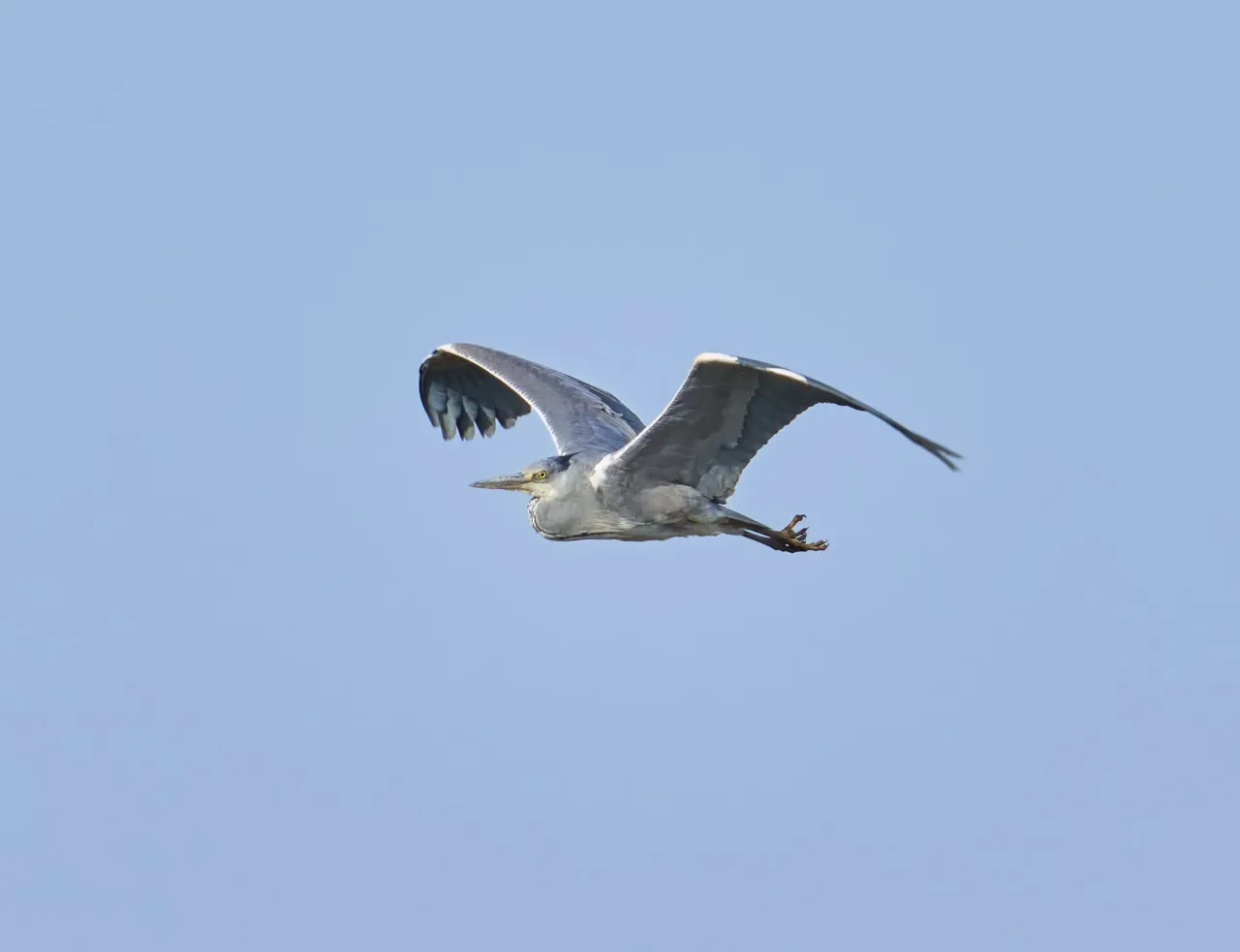 Szara czapla w locie nad błękitnym niebem. To dowód, że czaple zimują w Polsce, nie wszystkie odlatują.