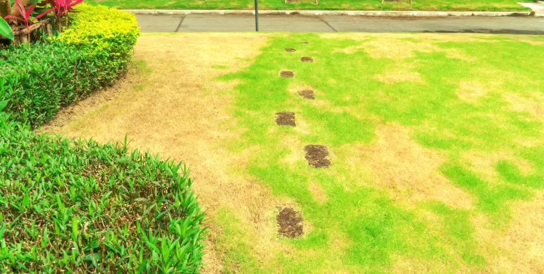 uszkodzony trawnik po wertykulacji lato