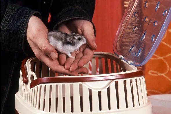 rodzaje transporterów dla chomika